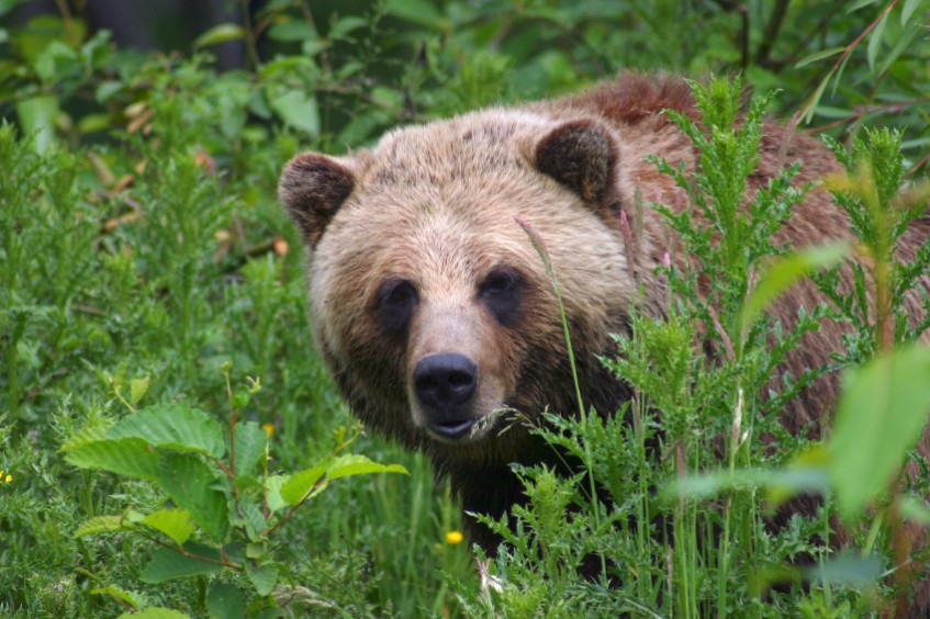 A bear looks at the camera through the grass