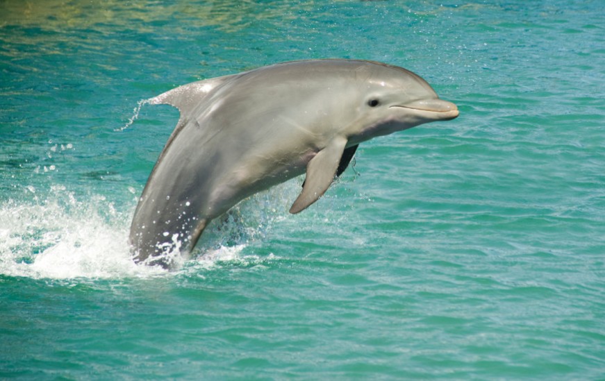 A Dolphin jumping up in the sea