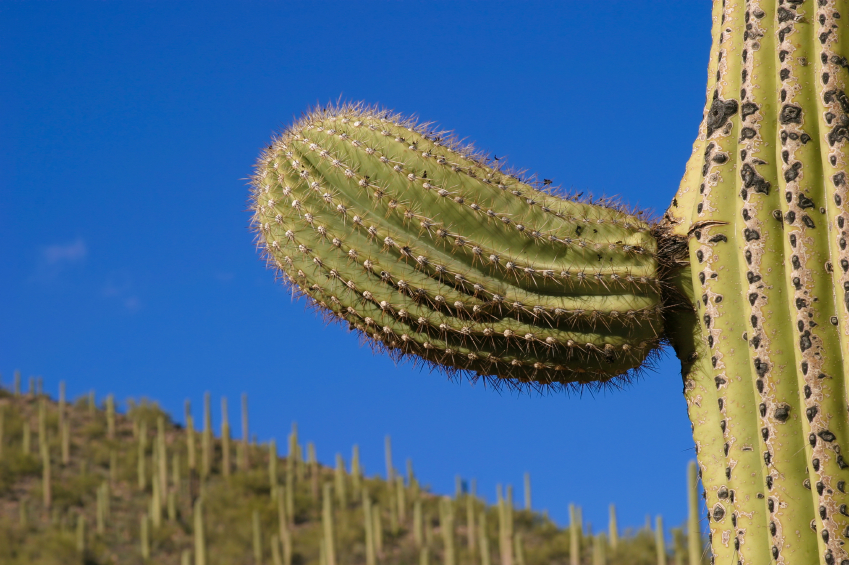 A Cactus that looks like a penis