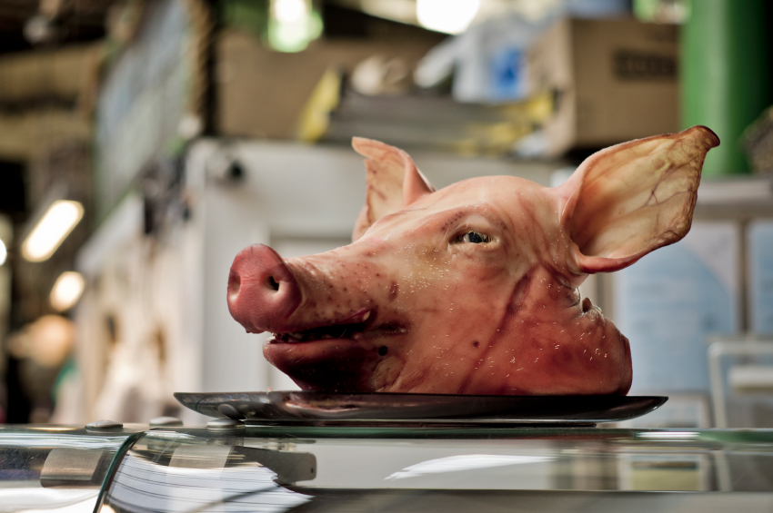 Pigs head on a plate