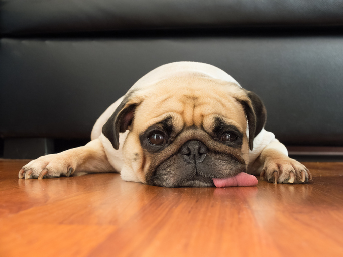 Close-up face of Cute pug puppy dog sleeping rest open eye by chin and tongue lay down on laminate floor