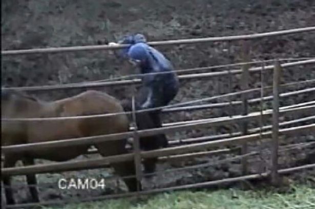 man having sex with a horse