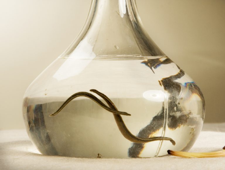 A picture of some vaginal leeches in a jar