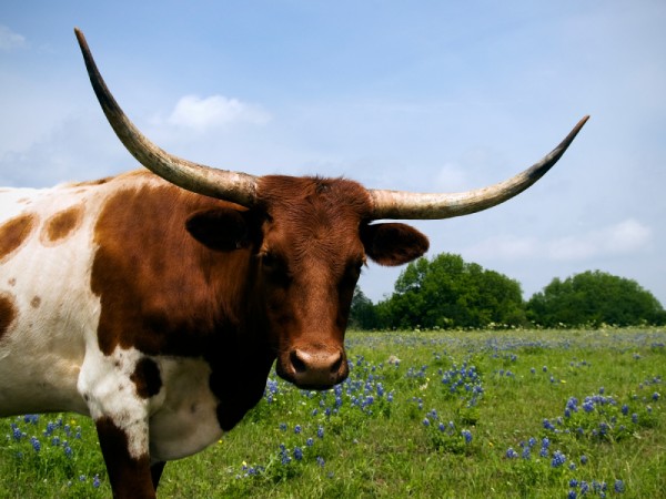 A bull with brown head and horns