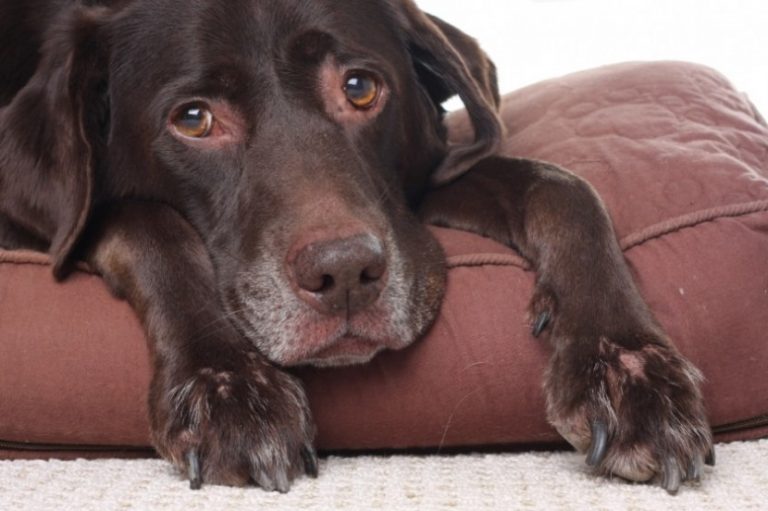 A sad looking dog